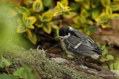 DSC_0354 Vogels