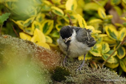 DSC_0359 Vogels