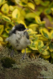 DSC_0363 Vogels