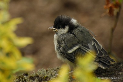 DSC_0367 Vogels