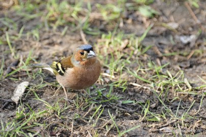 _DSC0465 Vogels