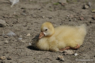 _DSC0994 Vogels