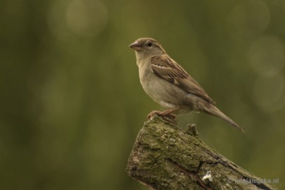 _DSC1370 Vogels