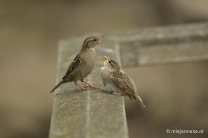 _DSC1423a Vogels