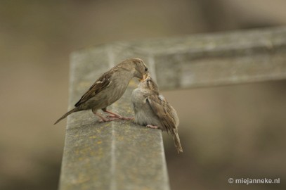 _DSC1424a Vogels