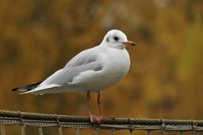 _DSC2536 Vogels