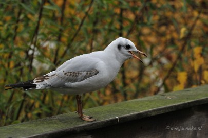 _DSC2644 Vogels