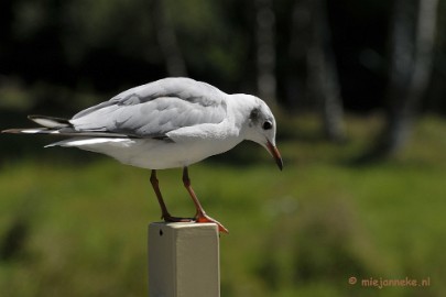 _DSC7950 Vogels