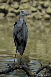 _DSC8216 Vogels