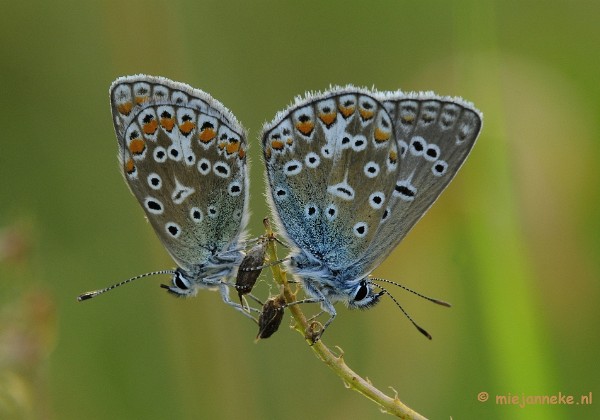 Macro en Close up 2012