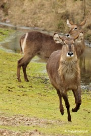 BB 16 maart 2013 02 Beekse bergen Maart