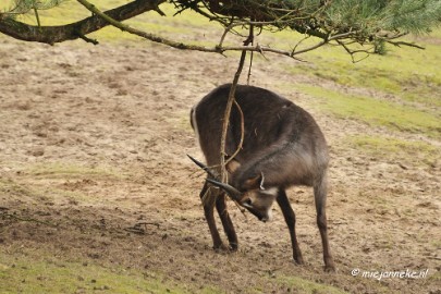 BB 16 maart 2013 03 Beekse bergen Maart