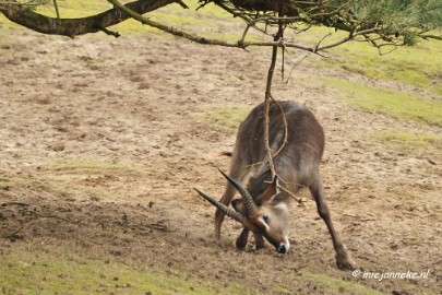 BB 16 maart 2013 04 Beekse bergen Maart