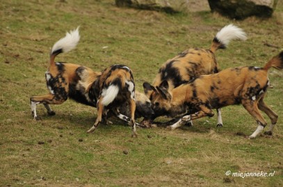 BB 16 maart 2013 10 Beekse bergen Maart