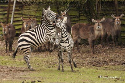 BB 16 maart 2013 67 Beekse bergen Maart