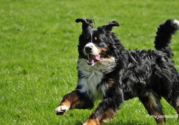 Berner Sennen dag Limburg
