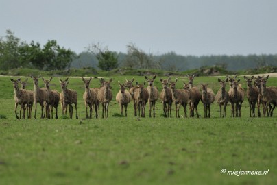 _DSC2134 Oostvaarders plassen