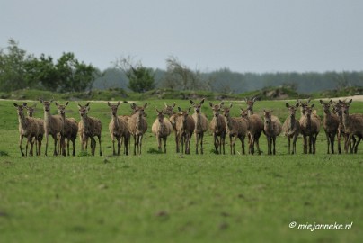 _DSC2134 Oostvaarders plassen