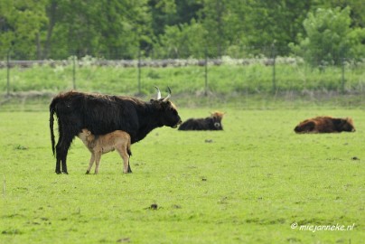 _DSC2167 Oostvaarders plassen