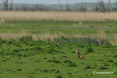 _DSC2209 Oostvaarders plassen