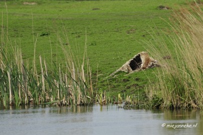 _DSC2227 Oostvaarders plassen