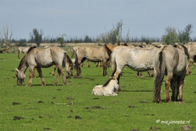 _DSC2311 Oostvaarders plassen