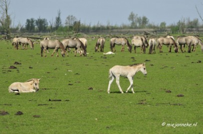 _DSC2320 Oostvaarders plassen