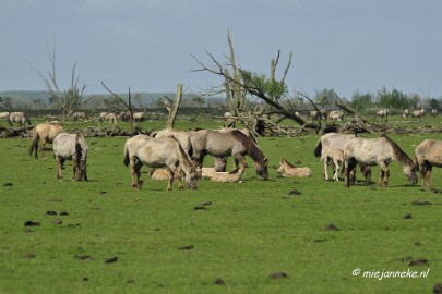 _DSC2322 Oostvaarders plassen