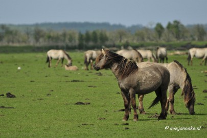 _DSC2327 Oostvaarders plassen