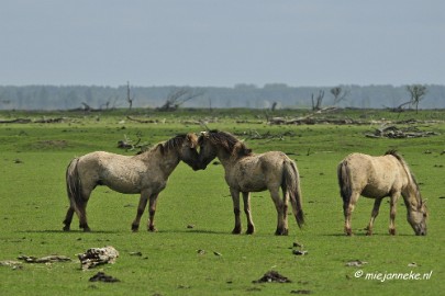 _DSC2349 Oostvaarders plassen