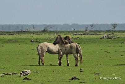 _DSC2350 Oostvaarders plassen