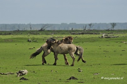 _DSC2351 Oostvaarders plassen