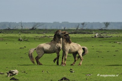 _DSC2354 Oostvaarders plassen