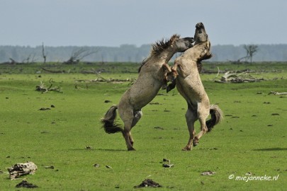 _DSC2356 Oostvaarders plassen