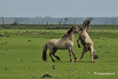 _DSC2357 Oostvaarders plassen