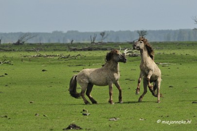 _DSC2358 Oostvaarders plassen