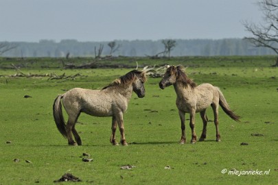 _DSC2361 Oostvaarders plassen