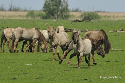 _DSC2366a Oostvaarders plassen