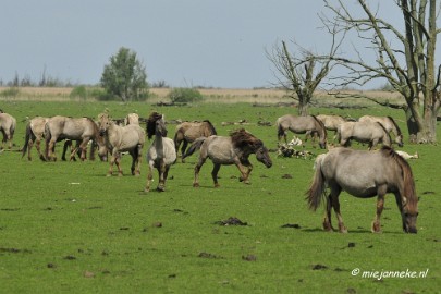 _DSC2368 Oostvaarders plassen