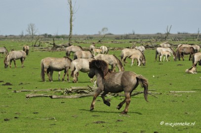 _DSC2371 Oostvaarders plassen