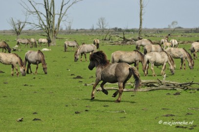 _DSC2374 Oostvaarders plassen