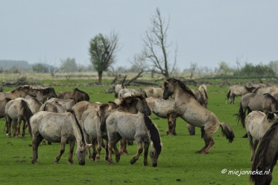 _DSC2379 Oostvaarders plassen