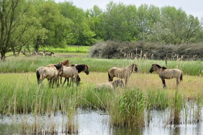 _DSC2597 Oostvaarders plassen