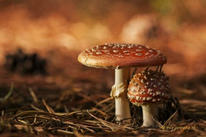 DSC_1248b Paddenstoelen 2013