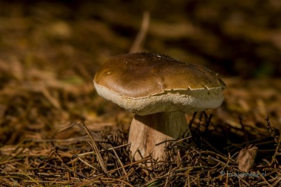 DSC_1288a Paddenstoelen 2013