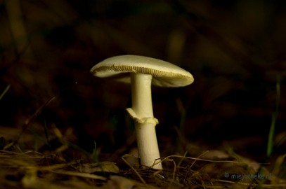 DSC_1315 Paddenstoelen 2013