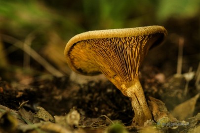 DSC_1422a Paddenstoelen 2013