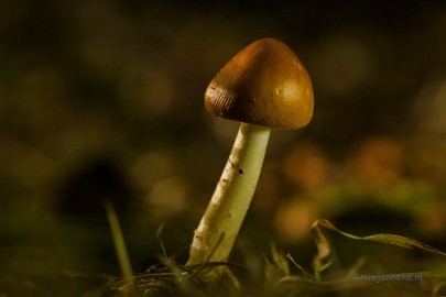 DSC_1443a Paddenstoelen 2013