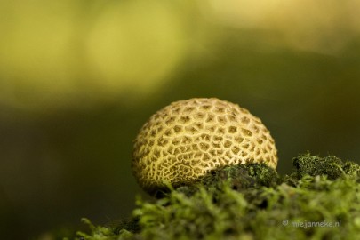 DSC_1466a Paddenstoelen 2013