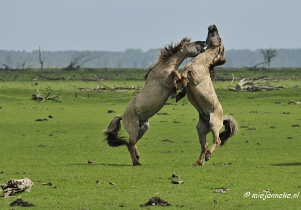 Oostvaarders plassen